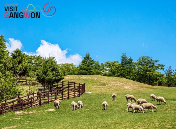 평창&정선 2일투어(메도우코스·스카이로드·감각여행) – 서울출발