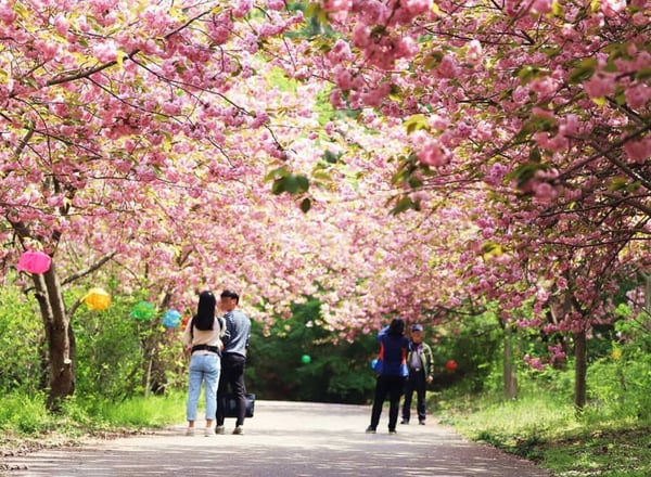 [수원] 수원화성 + 문수사 + 개심사 (4/6~4/30 투어)