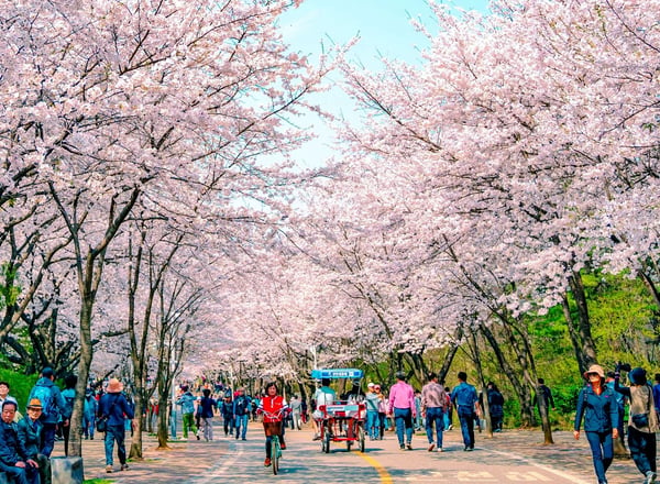 인천 x 경기 봄 벚꽃 명소 일일 투어 | 서울 출발