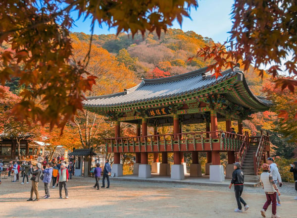 전라남도 3일 관광(정읍·해남·강진·담양) - 서울 출발